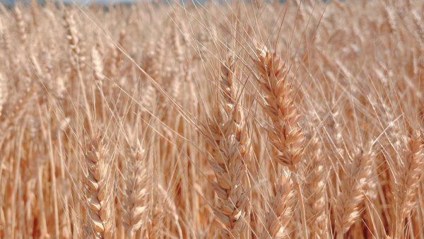 令和4年度、麦【せときらら】収穫スタート